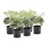 Tekokasvi EVERGREEN Fittonia, 380 mm, 6 kpl/pk